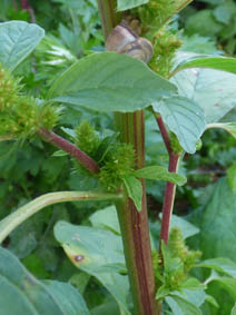 Amaranthus retroflexus